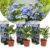 Hortensia Teller – Set van 3 – Blauw – Tuinhortensia – Pot 9cm – Hoogte 25-40cm