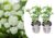 Hydrangea Strong Annabelle – x2 – Hortensia – Pot 19cm – Hoogte 30-40cm