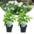 Hydrangea arborescens Annabelle – Set van 2 – Pot 17cm – Hoogte 30-40cm