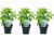 Hydrangea arborescens Annabelle – Set van 3 – Pot 17cm – Hoogte 30-40cm