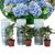 Hydrangea bicolor’Bavaria’Blue – Set van 3 – Pot 9cm – Hoogte 25-40cm
