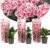 Hydrangea bicolor’Camilla’Roze – Set van 3 – Pot 9cm – Hoogte 25-40cm