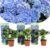 Hydrangea macrophylla – Blauw – Set van 3 – Hortensia – Pot 9cm – Hoogte 25-40cm