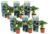 Hydrangea macrophylla – Blauw – Set van 6 – Hortensia – Pot 9cm – Hoogte 25-40cm