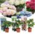 Hydrangea macrophylla – Mix van 3 – Hortensia – Pot 9cm – Hoogte 25-40cm