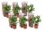 Hydrangea macrophylla – Roze – Set van 6 – Hortensia – Pot 9cm – Hoogte 25-40cm