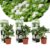 Hydrangea macrophylla – Wit – Set van 3 – Hortensia – Pot 9cm – Hoogte 25-40cm