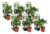 Hydrangea macrophylla – Wit – Set van 6 – Hortensia – Pot 9cm – Hoogte 25-40cm