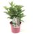 Hydrangea paniculata Early Harry – Pluimhortesia – Pot 19cm – Hoogte 25-40cm