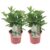 Hydrangea paniculata Early Harry – Set van 2 -Hortensia -Pot 19cm Hoogte 25-40cm