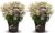 Hydrangea paniculata (S)witch Ophelia – Set de 2 – Pot 19cm – Hoogte 30-40cm