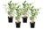 Hydrangea paniculata Vanille-Fraise – Set van 4 – Pot 17cm – Hoogte 25-40cm