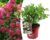 Hydrangea paniculata Wim’s Red – Hortensia – Pot 19cm – Hoogte 25-40cm