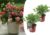 Hydrangea paniculata Wim’s Red – x2 – Hortensia – Pot 19cm – Hoogte 25-40cm