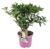 Hydrangea paniculata’Confetti’- Hortensia – Pot 19cm – Hoogte 25-40cm