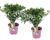 Hydrangea paniculata’Confetti’- Set van 2 – Pot 19cm – Hoogte 25-40cm