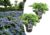 Hydrangea serrata Summerglow – Set van 2 – Hortensia – Pot 19cm – Hoogte 25-40cm