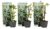 Hydrangea’Petiolaris’ – Set van 3 – Klimhortensia – Pot 9cm – Hoogte 25-40cm