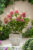 Hydrangea’Pinky Winky’- Pluimhortensia – Pot 19cm – Hoogte 25-40cm