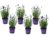 Lavandula angustifolia – Set x6 – Lavendelplant – Pot 10.5cm – Hoogte 10-15cm