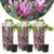 Magnolia Stellata – Set van 3 – Paarse bloemen – Tuin – Pot 9cm – Hoogte 25-40cm