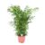 Mexicaanse dwergpalm – Compact groeiende groene palm – Pot 20cm – Hoogte 80-90cm