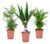 Mini Palmen Mix – Set van 3 stuks – Kamerplanten – Pot 12cm – Hoogte 30-40cm