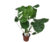 Monstera Deliciosa – Gatenplant – Pot 14cm – Hoogte 45-55cm