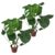 Monstera Deliciosa – Set van 2 – Gatenplant – Pot 14cm – Hoogte 45-55cm