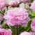 Paeonia Peony’Sarah Bernhardt’- Set van 2 – Pioenrozen – Roze