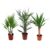 Palmmix voor binnen – mix van 3 – Washingtonia – Yucca – Phoenix – H50-70cm