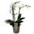 Phalaenopsis Multiflora – Orchidee Wit – Pot 12cm – Hoogte 35-45cm