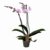 Phalaenopsis – Orchidee Roze – Pot 12cm – Hoogte 50-60cm