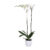 Phalaenopsis Tsarine -Nr15 2-takt Wit keramiek