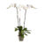 Phalaenopsis Tsarine – Nr15 3-tak