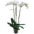 Phalaenopsis Tsarine -Nr17 3-tak