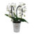 Phalaenopsis Tsarine – Nr9 Witte 2-takt Cascade