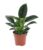 Philodendron Green Princess – Pot 12cm – Hoogte 20-30cm