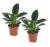 Philodendron Green Princess – Set van 2 – Pot 12cm – Hoogte 20-30cm