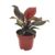 Philodendron Sunlight – Pot 12cm – Hoogte 20-30cm