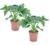 Philodendron bipinnatifidum’Atom – Set van 2 – Pot 12cm – Hoogte 30-40cm