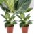 Philodendron’White Wave’- Set van 2 – Pot 12cm – Hoogte 20-30cm