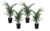 Phoenix Canariensis – Set van 4 – Dadelpalm – Pot 15cm – Hoogte 50-60cm
