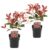 Photinia fraseri Red Robin – Set van 2 – Wintergroen – Pot 17cm – Hoogte 30-40cm