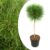 Pinus Summer Breeze – Dwergden – Pot 24cm – Hoogte 70-80cm