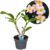 Plumeria Frangipani – Plumeria Hawaii – Pot 17cm – Hoogte 45-55cm