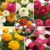 Ranunculus – Mix van 80 – Ranunculus bloembollen