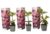 Rhododendron – Mix van 3 – Paars,wit,roze – Tuin – Pot 9cm – Hoogte 25-40cm