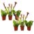 Sarracenia purpurea – Vleesetende plant – Set van 6 – Pot 5,5cm – Hoogte 10-15cm