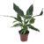 Spathiphyllum Diamond – Luchtzuiverend – Pot 12cm – Hoogte 40-50cm